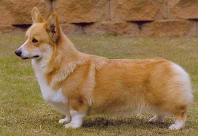Sidwell Luv Comes ToTown | Pembroke Welsh Corgi 