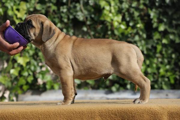 Polostone and Copperbulls JEEP | Bullmastiff 