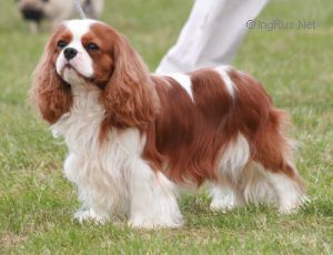 Miletree Constellation | Cavalier King Charles Spaniel 