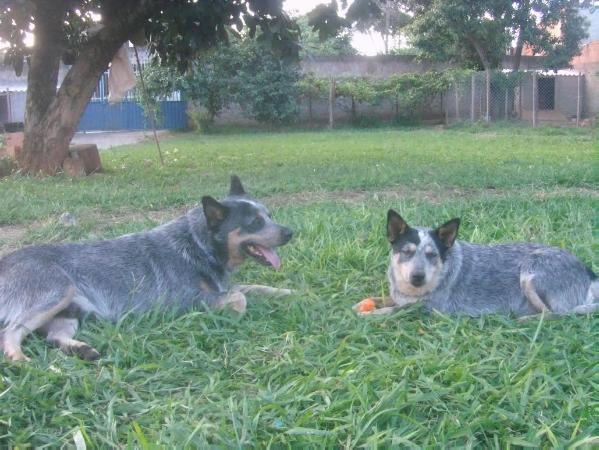 Flor Folkl Bam do NVBK HEELER SELIVON | Australian Cattle Dog 