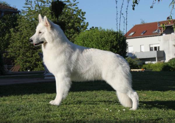 I Major Meiko du Royaume des Crocs Blancs | White Swiss Shepherd Dog 