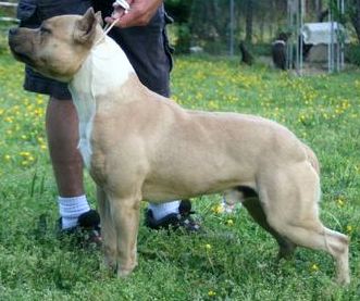 Chronos I'm A Rogue | American Staffordshire Terrier 