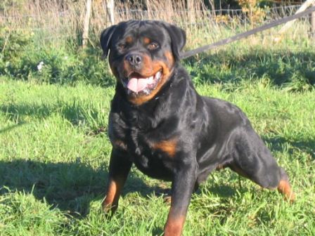 DJUKE VAN HET FALCONSNEST | Rottweiler 