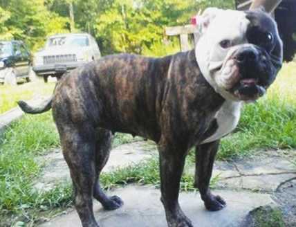 EastSide's Crazy  Daisy | Olde English Bulldogge 