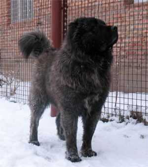 Kavkazskoy Nataionalnosti Ichker | Caucasian Mountain Dog 