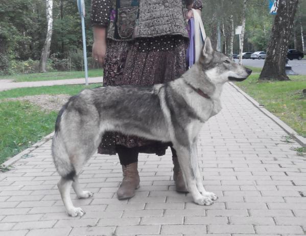 Epoha viktorii Beatrisa loreina | Czechoslovakian Wolfdog 