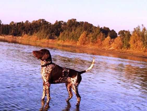 Rio Solomon Talalim | German Shorthaired Pointer 