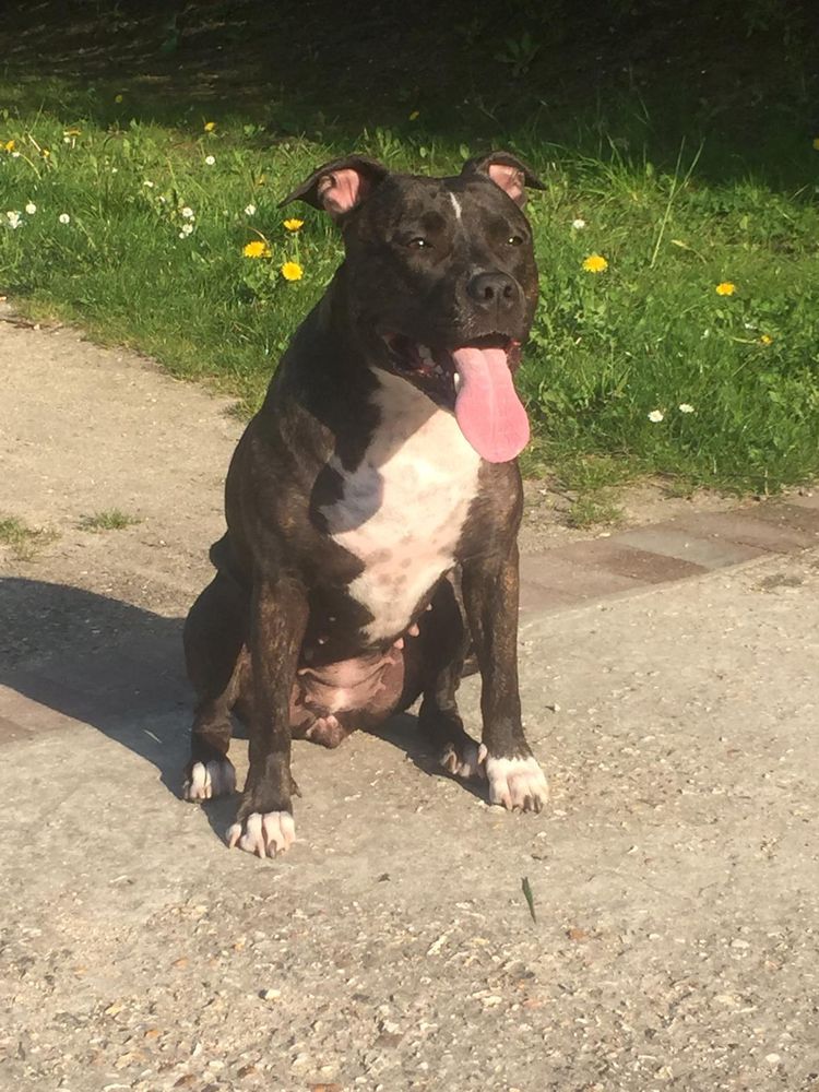 Omerta x-pert Des terres indiennes | American Staffordshire Terrier 