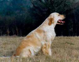 Lesly of Glen Sheallag | Golden Retriever 