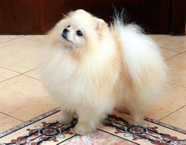 ??????? ?? ??????? ???? | Pomeranian 