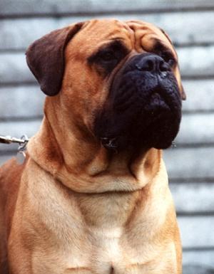 Dajean Red Dragon | Bullmastiff 