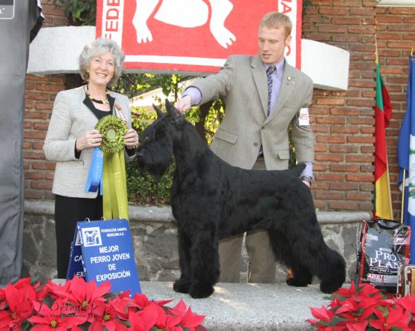 Histyle's Tasmanian Devil | Giant Schnauzer 