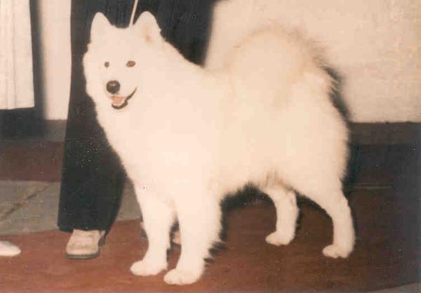 Quicksilver's Tiara O'Seamist | Samoyed 