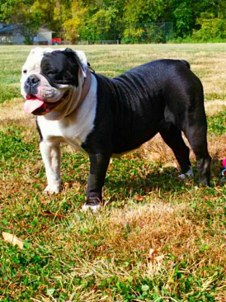 Selfmade Bulldogs Bella | Olde English Bulldogge 