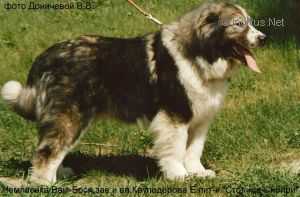 Vam Bojsa | Caucasian Mountain Dog 