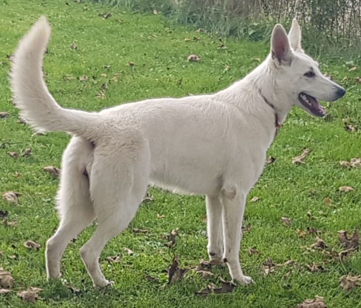 BeDaBlanco Lovely Lukka | White Swiss Shepherd Dog 