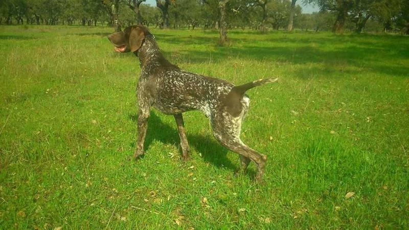 Izi Da Quinta Da Maralha | German Shorthaired Pointer 