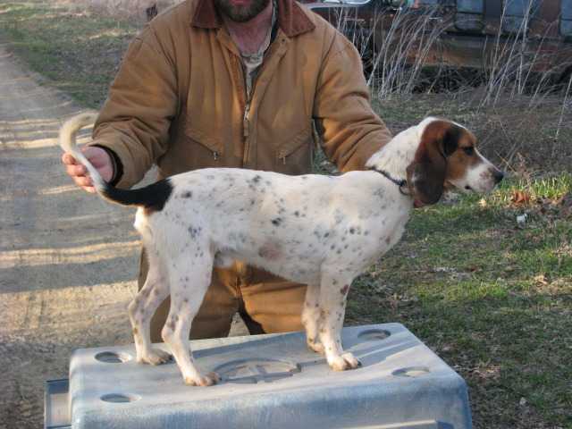 Rock Ridge Hang On Snoopy | Beagle 