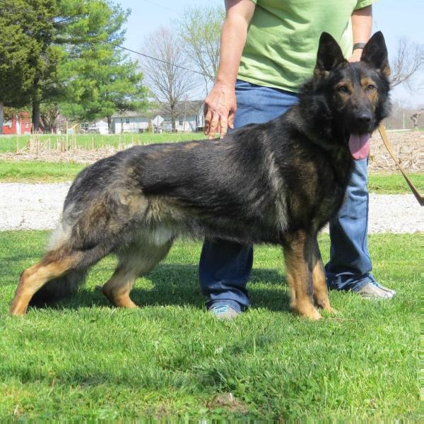 Breex Majoruv haj | German Shepherd Dog 