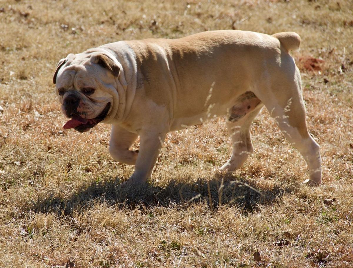 RDD’s Duke | Olde English Bulldogge 