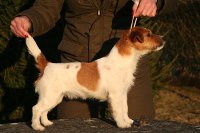 Saltisgardens Planet Queen | Jack Russell Terrier 