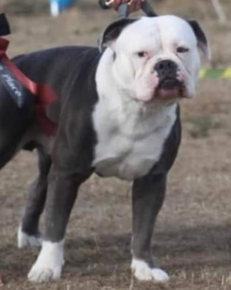 Bullforce Black Magic | Olde English Bulldogge 