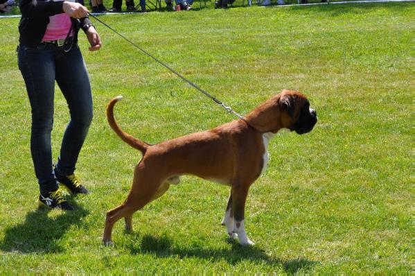 Hesse von der Burg Singidunum | Boxer 