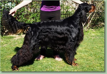 Moonset highlander | Gordon Setter 