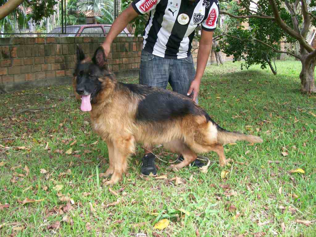 O-tawa haus Spohr | German Shepherd Dog 