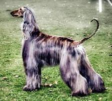 Sura Sirae Wisteria Lane | Afghan Hound 