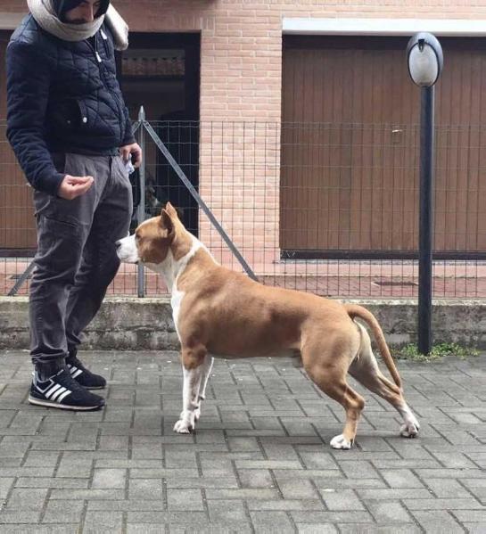 CUDA'S GOOD PERSON | American Staffordshire Terrier 