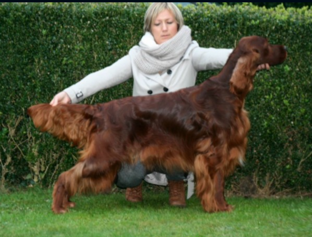 Paris Match Thendara | Irish Setter 