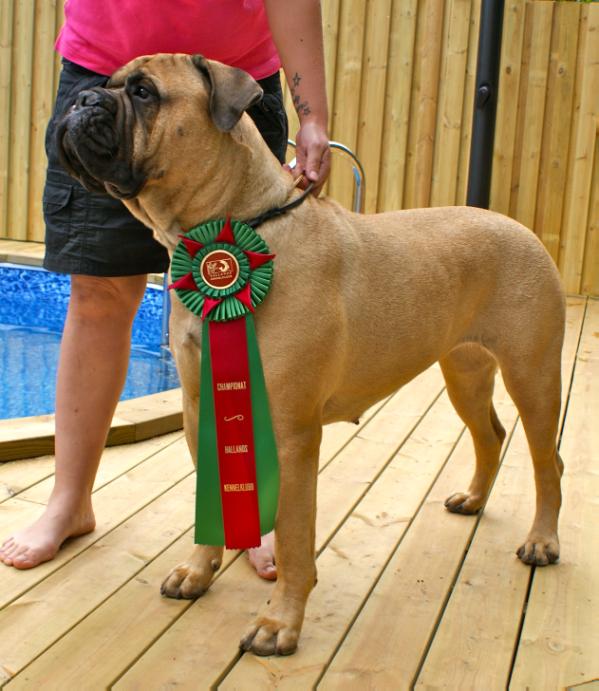 Friisengården's Jewels And Diamonds | Bullmastiff 