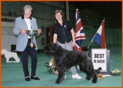 Jeppe Angel v d Vanenblikhoeve | Bouvier des Flandres 