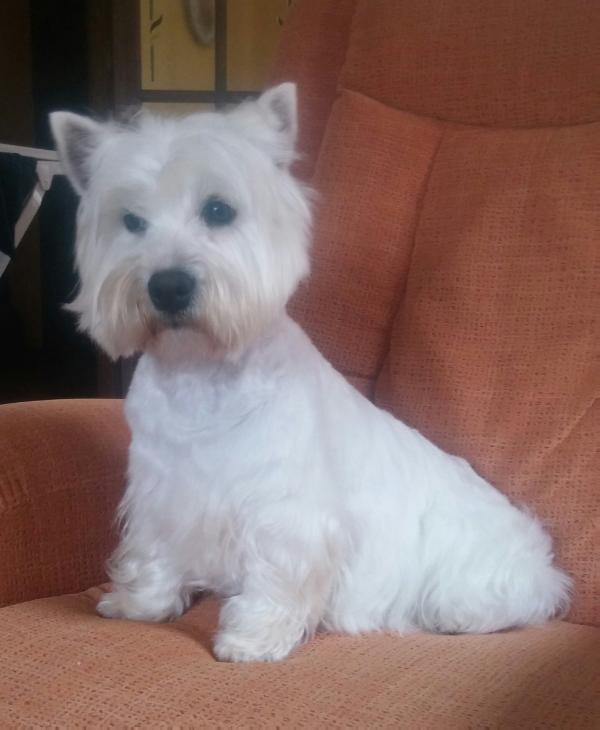 Queraltcan karen | West Highland White Terrier 