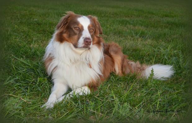 Goochland's Kid Charlemagne | English Shepherd 