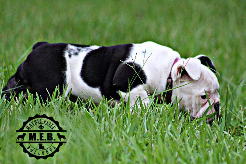 MEB Spot Light aka EPIC | Olde English Bulldogge 