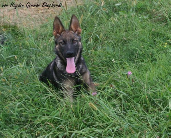 Racker von Hayden | German Shepherd Dog 