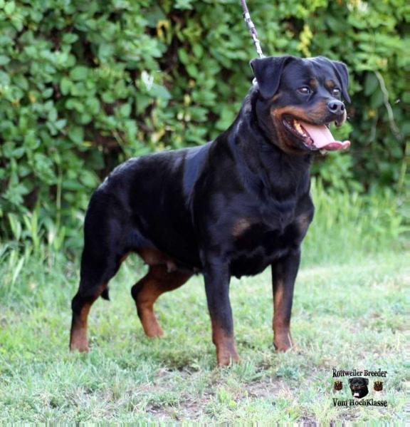 Lepa vom HochKlasse | Rottweiler 