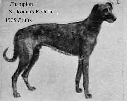 St. Ronan's Roderick | Scottish Deerhound 