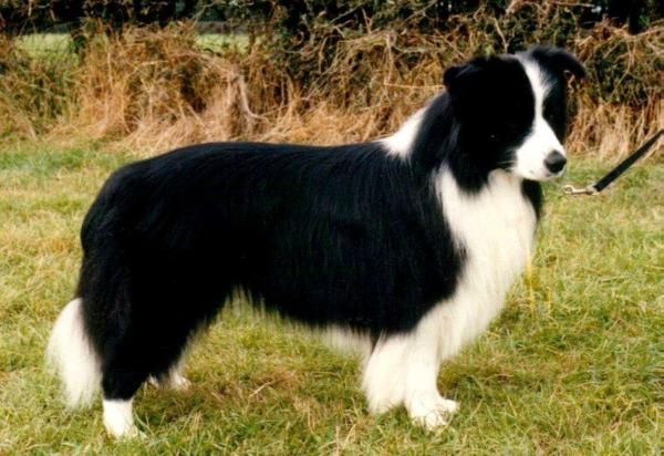 Nahrof No Comment | Border Collie 