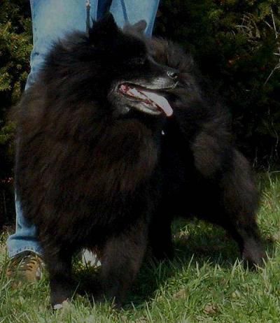 AEIMY BLACK RE-JAN MORAVIA | German Spitz 