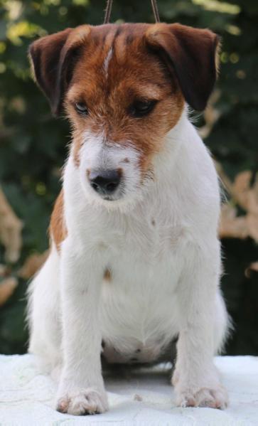 Granlasco stay tuned | Jack Russell Terrier 