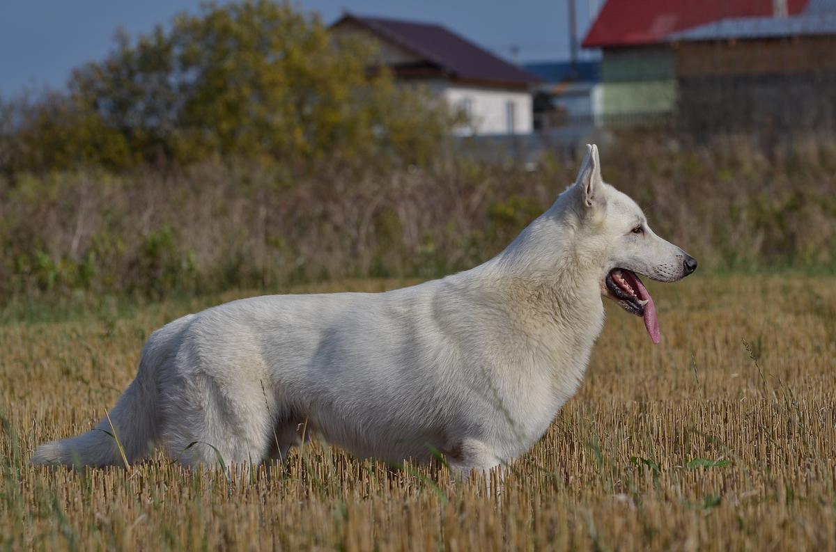 VYATSKIY VOLK VOLT | White Swiss Shepherd Dog 