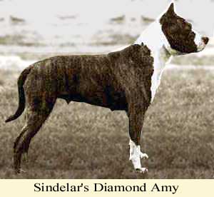 Sindelar's Diamond Amy | American Staffordshire Terrier 