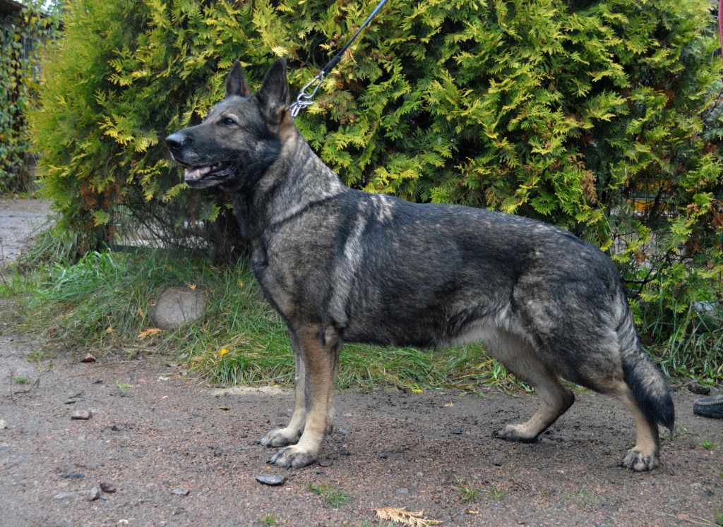 Troyen's Caneli | German Shepherd Dog 