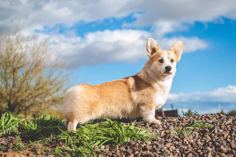 Zion's His Name Better Be Charlie At DWC | Pembroke Welsh Corgi 