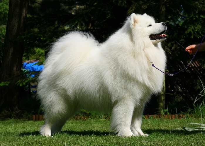 Royal Winter GUCCI OF DANCER | Samoyed 