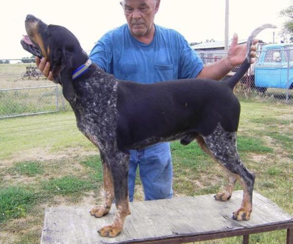 Littlejohns Blue Buster | Bluetick Coonhound 