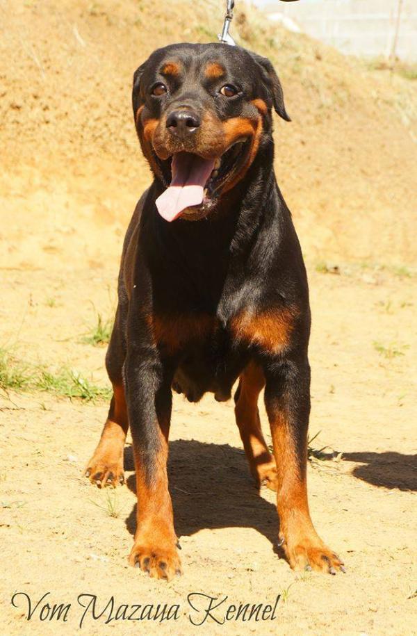 Shakira Timit-Tor | Rottweiler 